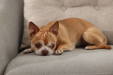 Yumuşak kanepede Chihuahua köpeği. Sevimli hayvan.