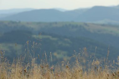 Yaz günü dağlarda büyüyen yeşil çimenler