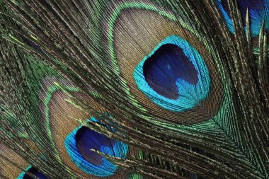 Arka plan olarak güzel parlak tavus kuşu tüyleri, üst manzara