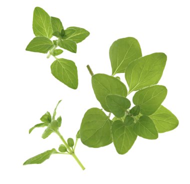 Beyaz arka planda taze kekik dalları