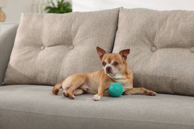 Koltukta oyuncağı olan şirin bir Chihuahua köpeği.