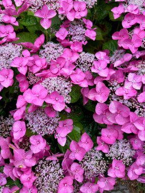 Güzel ortanca çiçekleri olan çalılar açık havada çiçek açıyor, yakın plan.