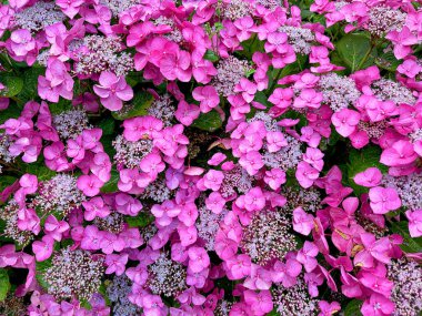 Güzel ortanca çiçekleri olan çalılar açık havada çiçek açıyor, yakın plan.