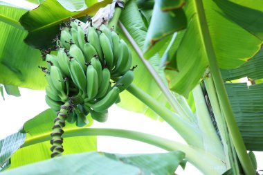 Yeşil yapraklı tropik ağaç ve açık havada olgun muzlar, alçak açı.
