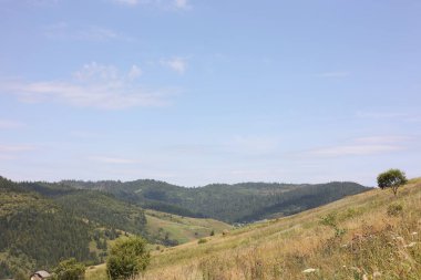 Mavi gökyüzünün altındaki ormanların resimli görüntüsü.