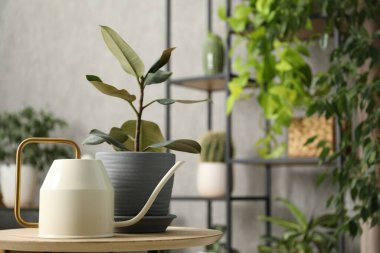 Sulama kabı ve güzel çiçekleri kapalı bir masada, mesaj için yer var.