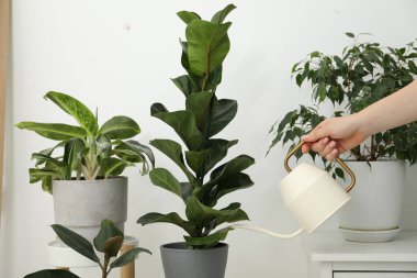 Bir kadın güzel bir saksıyı evin içinde tutuyor, yakın plan.