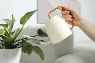 Bir kadın güzel bir saksıyı evin içinde tutuyor, yakın plan.