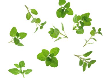 Beyaz arka planda taze kekik dalları