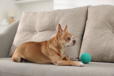 Koltukta oyuncağı olan şirin bir Chihuahua köpeği.