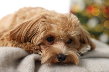 Evdeki battaniyenin üzerinde sevimli bir Maltipoo köpeği.