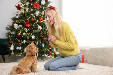 Noel için dekore edilmiş halı üzerinde sevimli Maltipoo köpeği olan bir kadın.