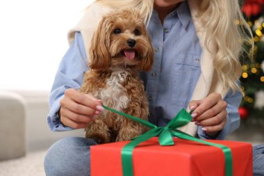 Kadın Noel hediyesini açıyor ve sevimli Maltipoo köpeği içeride, yakın plan.