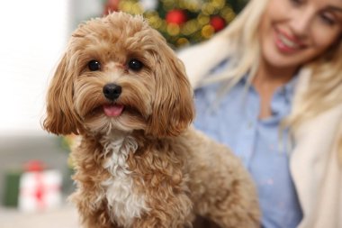 Evde sevimli bir Maltipoo köpeği olan, seçici odaklı bir kadın.