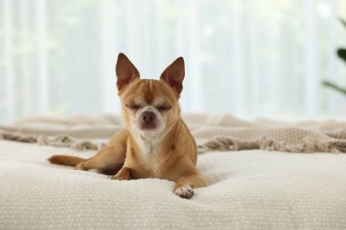 Tatlı Chihuahua köpeği yatakta uyuyor.
