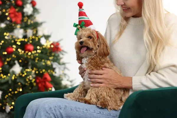 Noel için dekore edilmiş sevimli Maltipoo köpeği olan kadın, yakın plan.