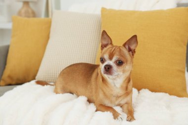 Odadaki kanepede tatlı bir chihuahua köpeği.