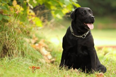 Dışarıdaki yeşil çimlerde oturan sevimli Labrador Retriever köpeği. Metin için boşluk