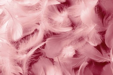 Fluffy light red feathers as background, top view