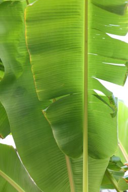 Açık havada yetişen yeşil yapraklı tropik ağaç, yakın plan.