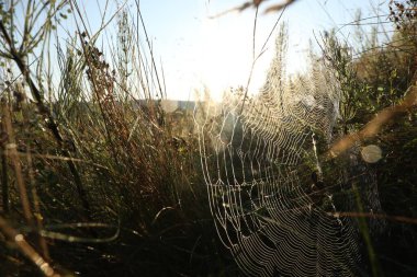 Meadow 'daki bitkiler üzerindeki örümcek ağı, yakın plan