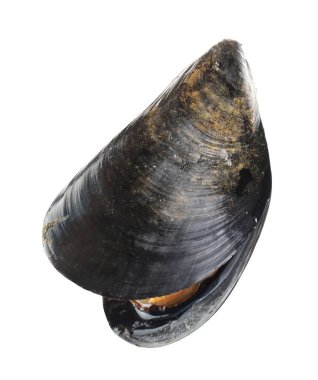 Bir çiğ midye beyaza izole edilmiş. Deniz yiyeceği