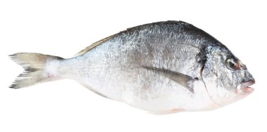 Bir çiğ gilthead balığı beyazda izole edilmiş. Deniz yiyeceği