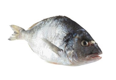 Bir çiğ gilthead balığı beyazda izole edilmiş. Deniz yiyeceği