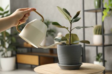 Bir kadın güzel bir saksıyı evin içinde tutuyor, yakın plan.