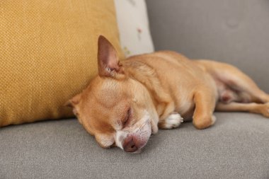 Şirin Chihuahua köpeği odada kanepede uyuyor.