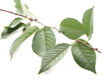 Taze elma ağacı yaprakları beyaz üzerine izole edilmiş.