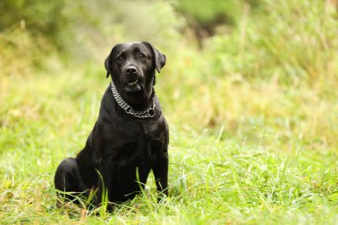 Dışarıdaki yeşil çimlerde oturan sevimli Labrador Retriever köpeği. Metin için boşluk