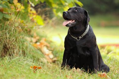 Dışarıdaki yeşil çimlerde oturan sevimli Labrador Retriever köpeği. Metin için boşluk