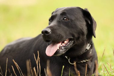 Yeşil çimlerin üzerinde sevimli Labrador Retriever köpeği