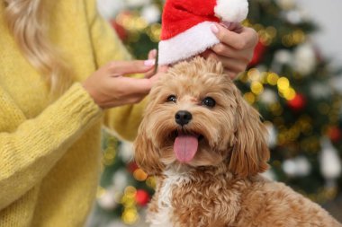 Woman with cute Maltipoo dog in room decorated for Christmas, closeup clipart