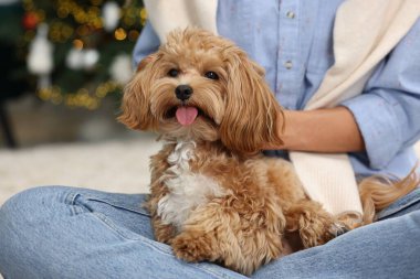 Woman with cute Maltipoo dog on floor indoors, closeup clipart