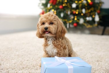 Şirin Maltipoo köpeği ve hediye kutusu.