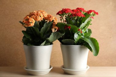 Farklı güzel kalanchoe çiçekleri masada saksıda