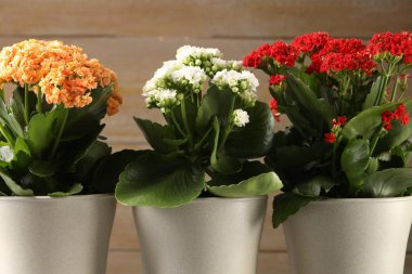 Bulanık bej arka planda saksılarda farklı güzel kalanchoe çiçekleri, yakın plan.