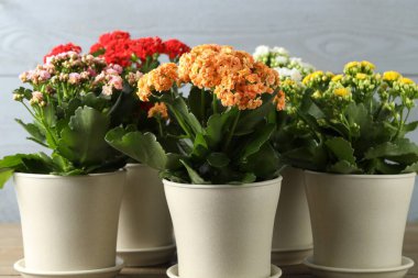 Farklı güzel kalanchoe çiçekleri kapalı kaplarda