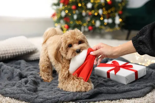 Noel Baba şapkalı kadın sevimli Maltipoo köpeğinin yanında, yakın plan.