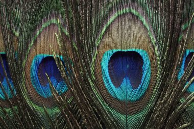 Arka plan olarak güzel parlak tavus kuşu tüyleri, üst manzara