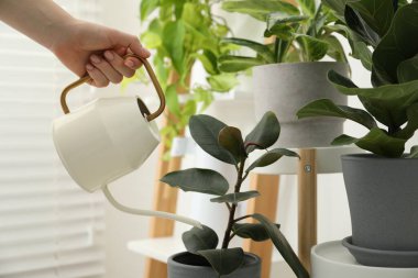 Bir kadın güzel bir saksıyı evin içinde tutuyor, yakın plan.