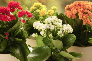 Farklı güzel kalanchoe çiçekleri kapalı kaplarda, yakın planda.