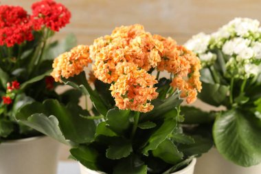Bulanık bej arka planda saksılarda farklı güzel kalanchoe çiçekleri, yakın plan.