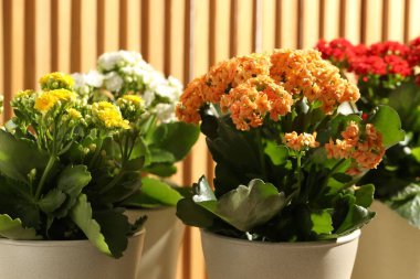 Farklı güzel kalanchoe çiçekleri kapalı kaplarda, yakın planda.
