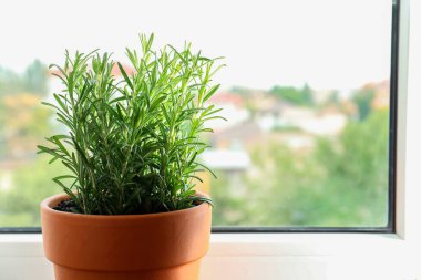 Kapalı pencerenin yanındaki kapta biberiye bitkisi var, yakın plan. Metin için boşluk