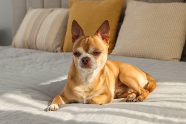 Odadaki tatlı Chihuahua köpeği.