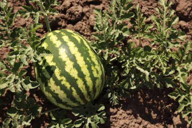 Olgun karpuz güneşli bir günde tarlada büyüyor.