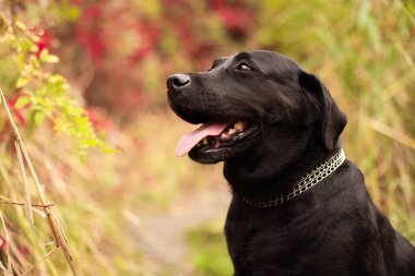 Labrador Retriever köpeğinin dışarıda çekilmiş bir portresi. Metin için boşluk